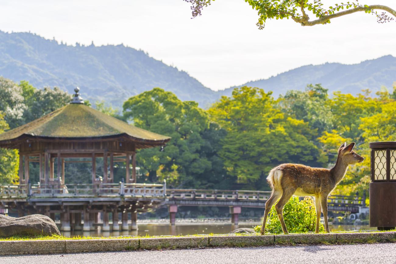 Ten Private Membership - Discover the magic of Japan in 15 days with Private Travel x Ten image