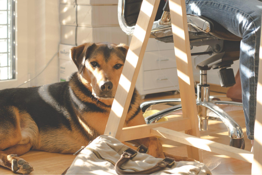 A dog sat under the desk of someone working from home