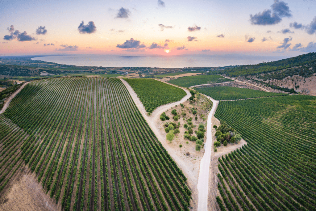 Sardinia vermentino