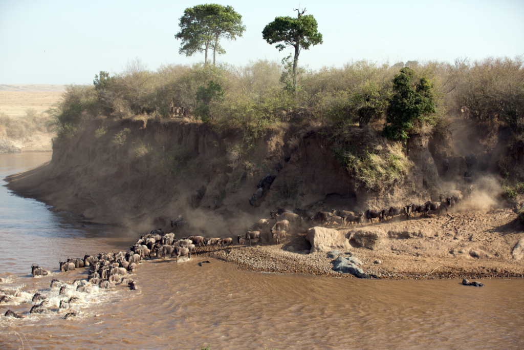 Safari - Wildebeest Migration across a river