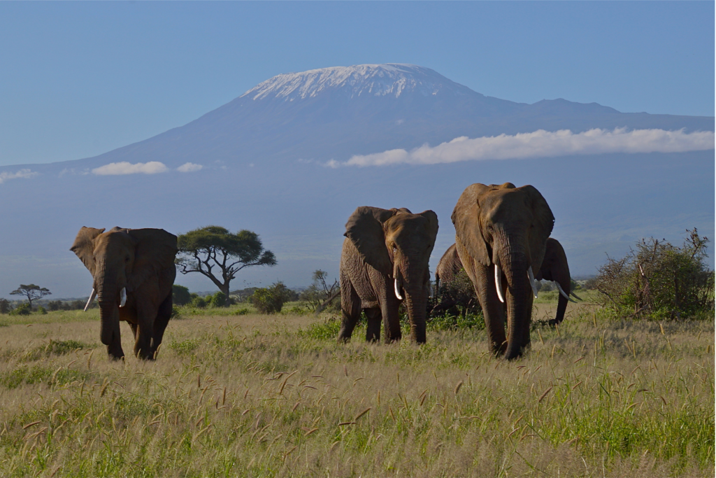 Safari - Mount Kilimanjaro with elephants in front