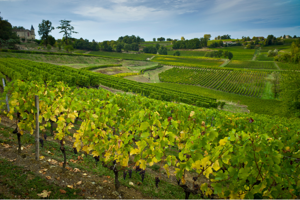 Good-value Bordeaux - St Emilion vineyard