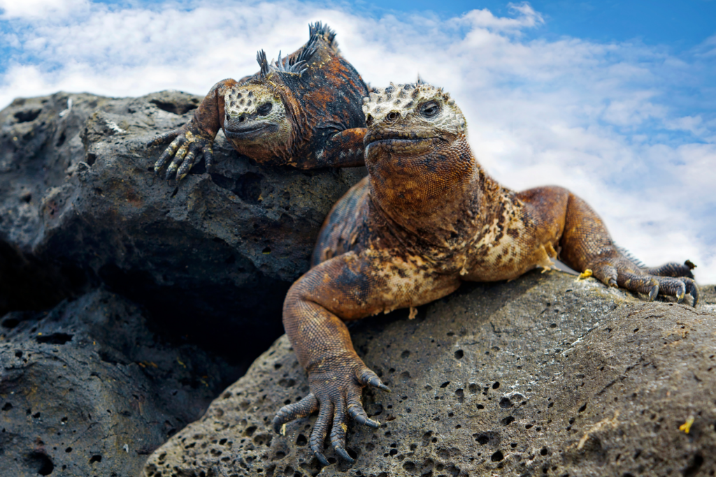 2 reptiles on a rock in the Galapagos