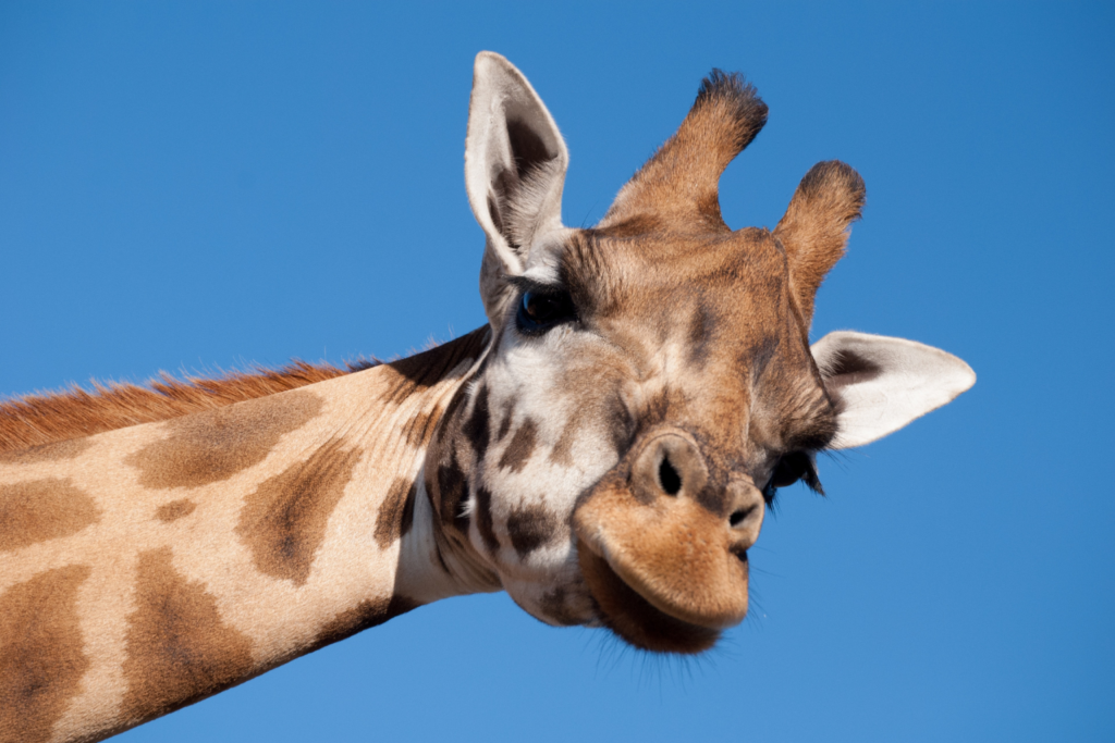 A giraffe and blue sky