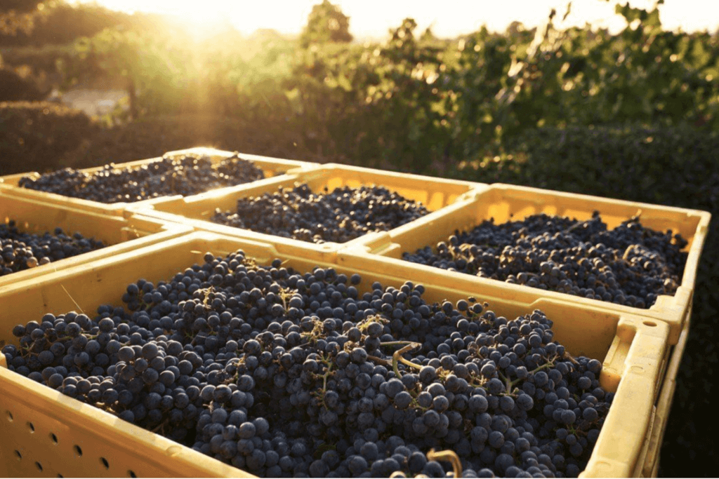 Wine grape harvest