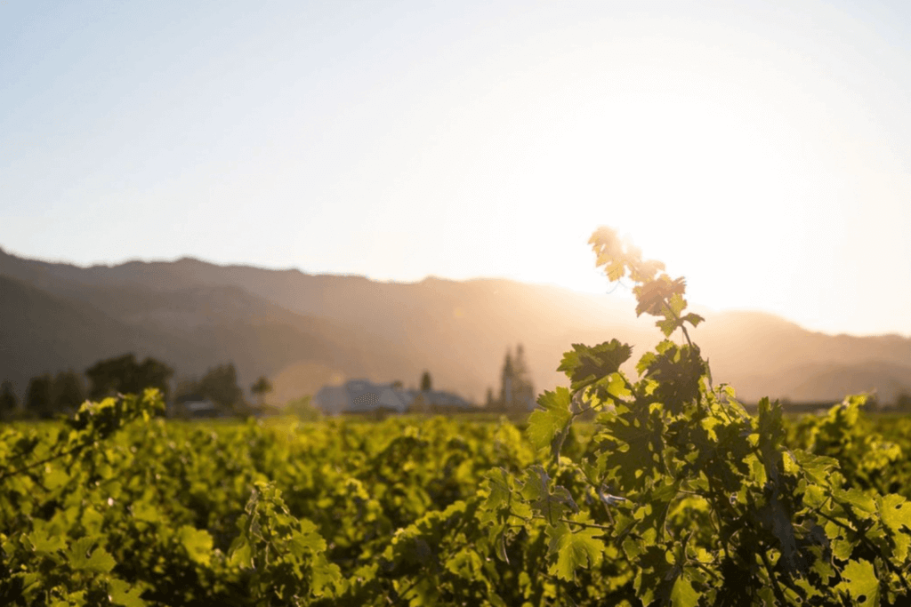 Sunlit vineyard tended by craft winemakers