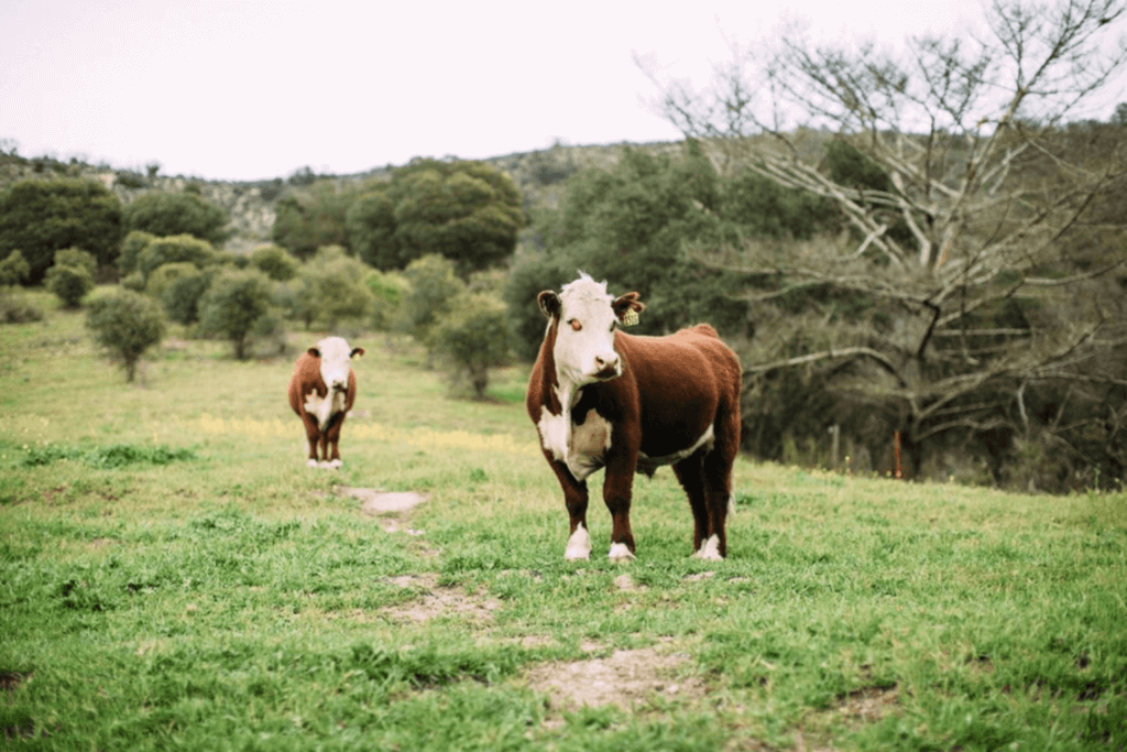 Cows grazing