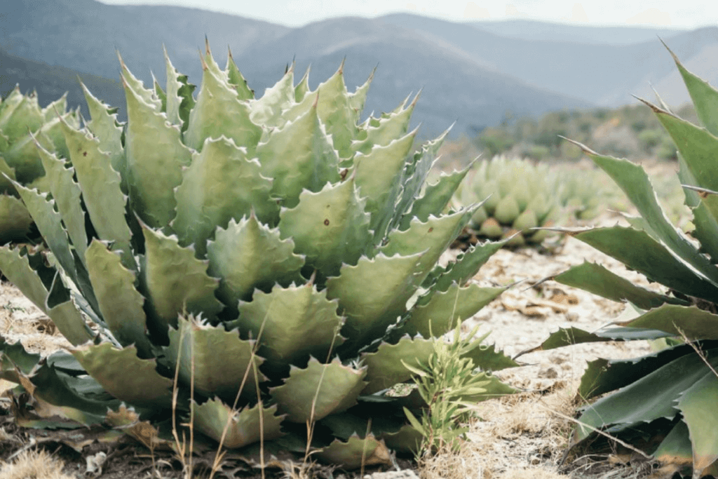 Agave Plants