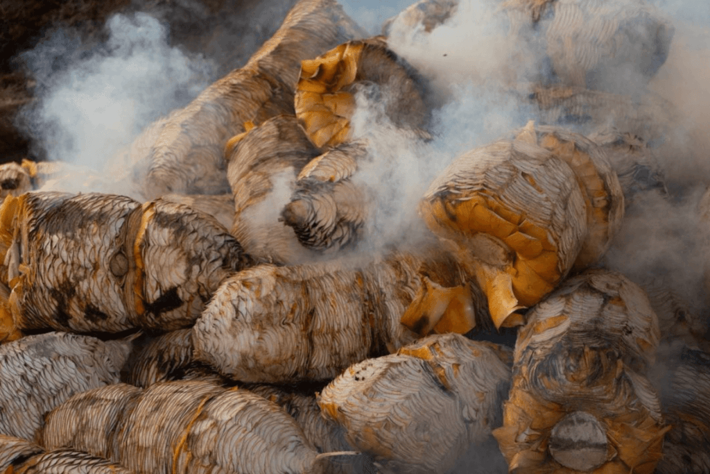 Smoking agaves for Mezcal