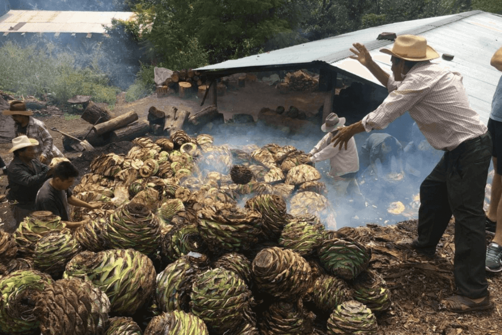 Manufacturing agave plants for Mezcal