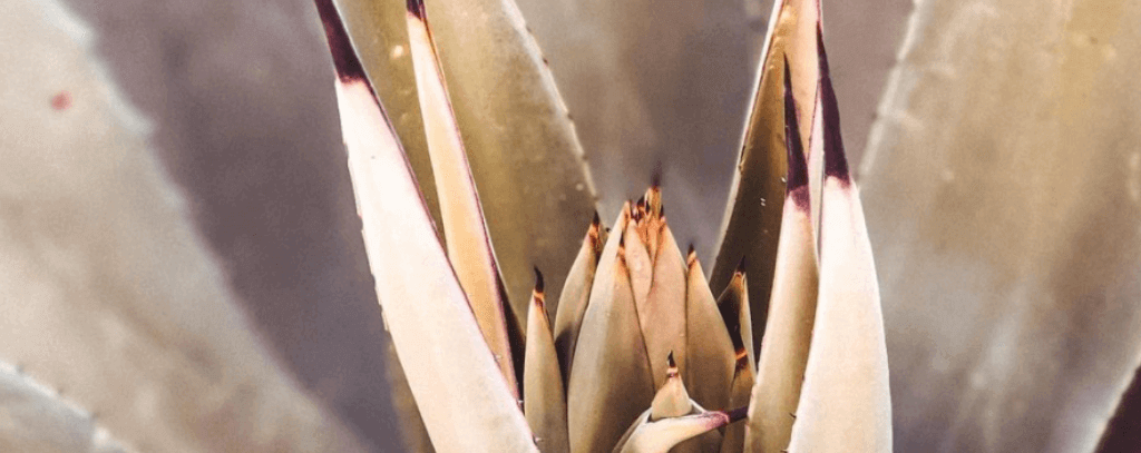 Nectar of Agaves – Our Top Mezcal Picks