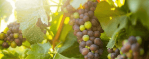 California Craft Wine Grapes