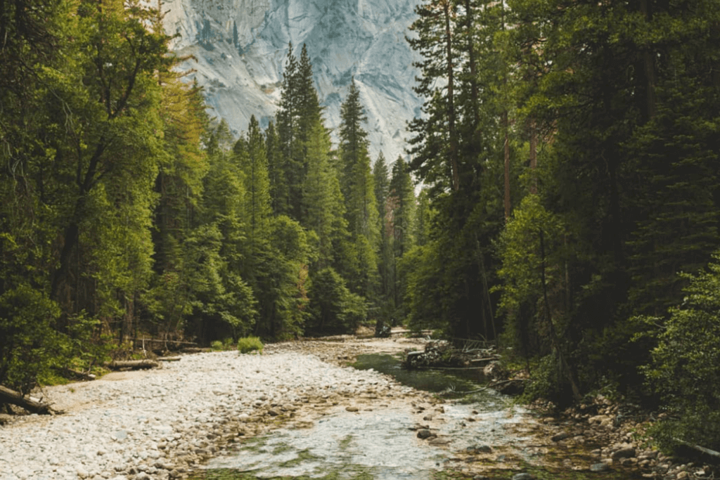 Creek and tree landscape in Kings Canyon National Park