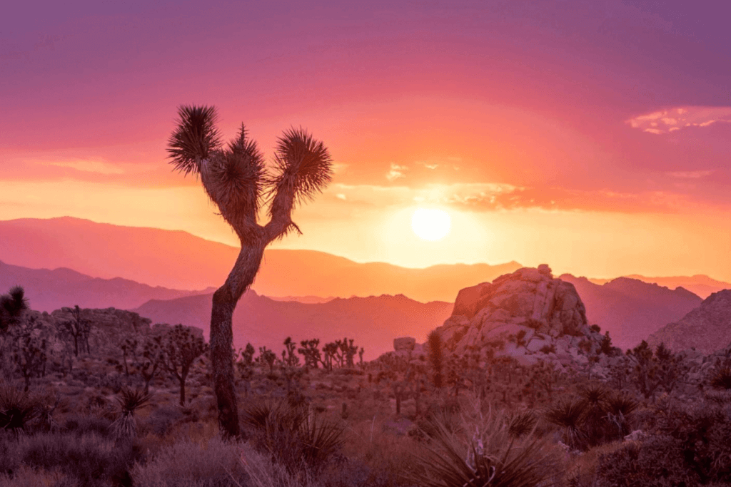 Joshua Tree National Park at sunset