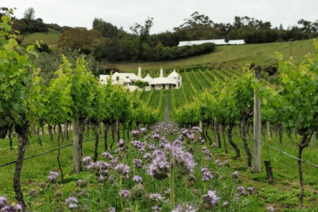 Te Mata Estate