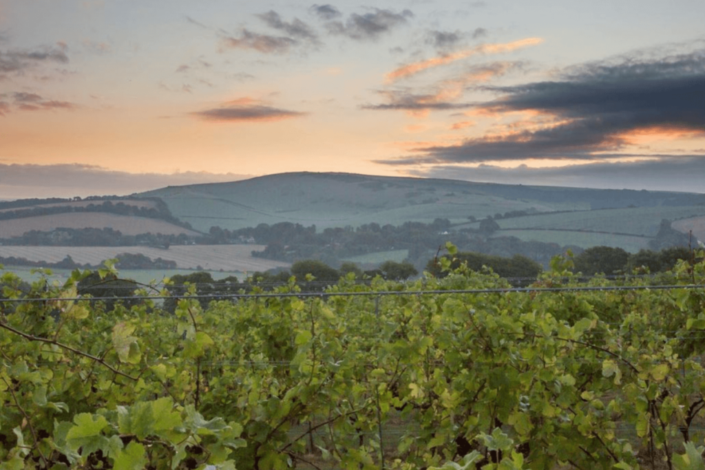 Vineyard at sunset