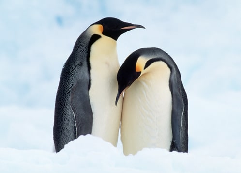 Ten Private Membership - Travel Only 6 hours from Cape Town to Antarctica image