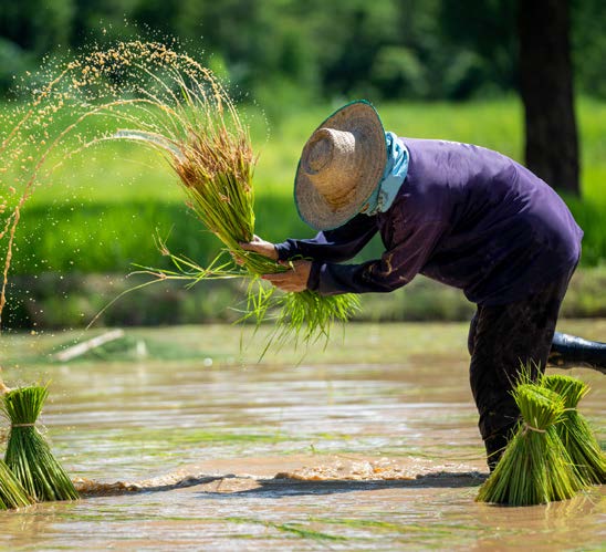 Ten Private Membership - 5 Reasons To Visit Bangkok: A Food Lover's Guide image