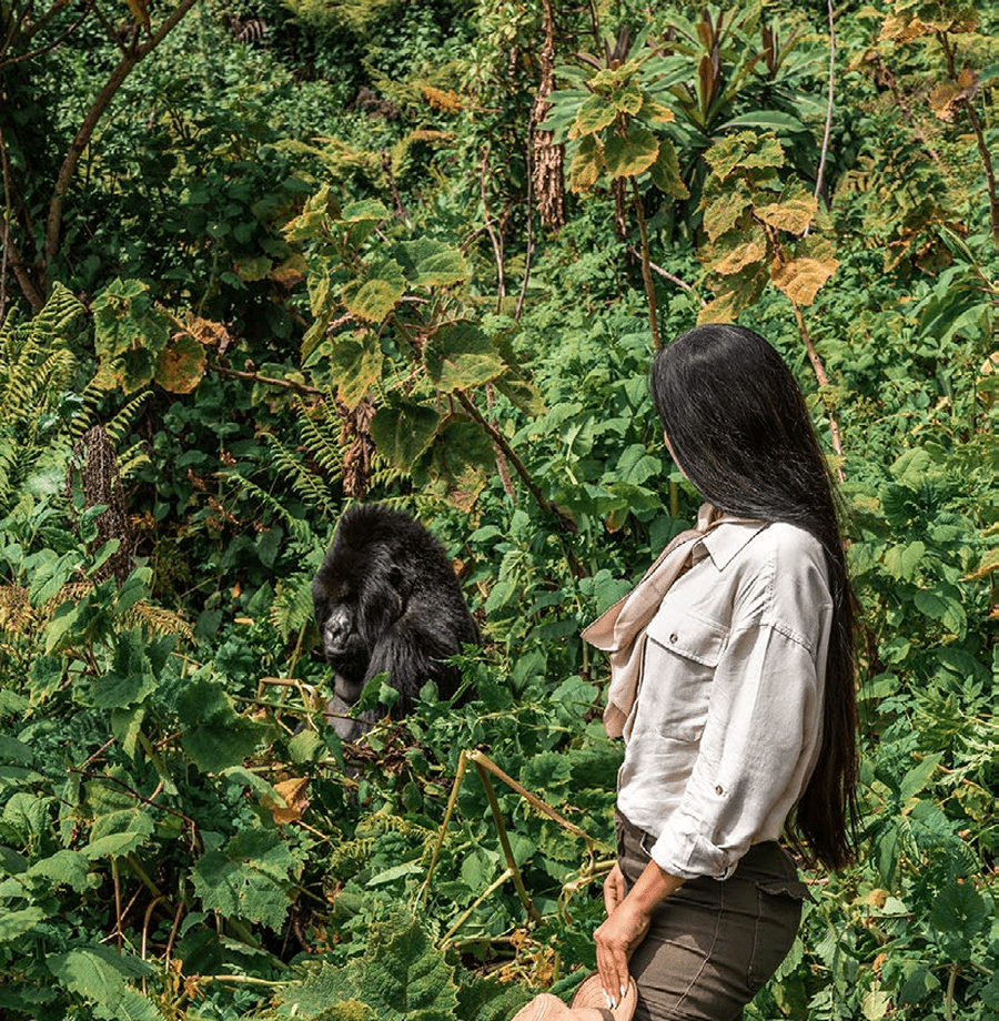 One&Only Gorilla’s Nest